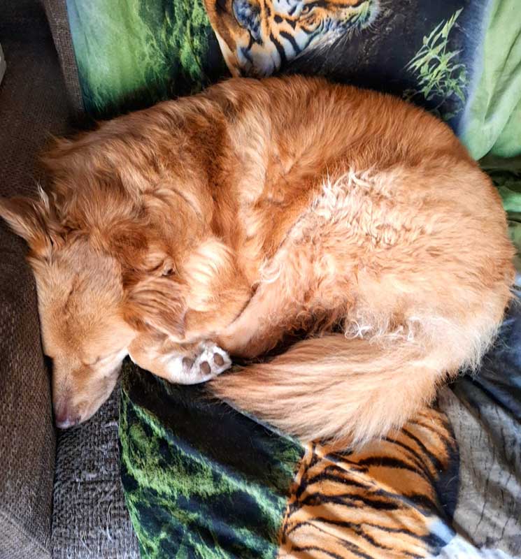Adoption Success Story Bailey 9