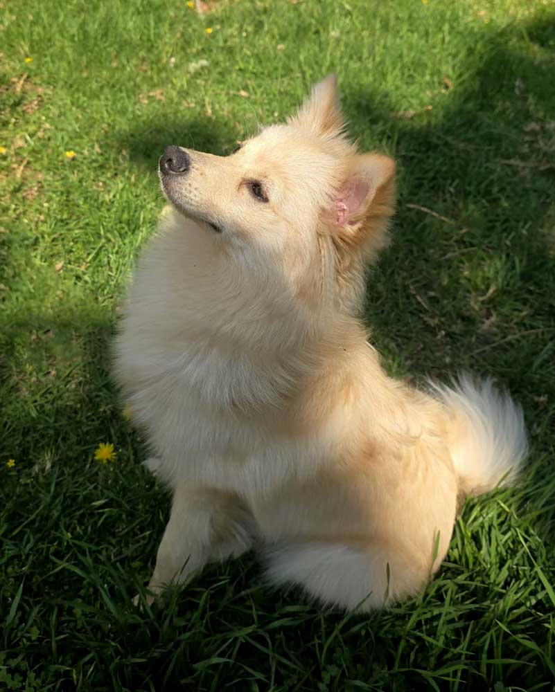 ADOPTED | Pomeranian Puppy Bella | SDA2649 | Randburg, GP 3 7 month old Pomeranian Puppy