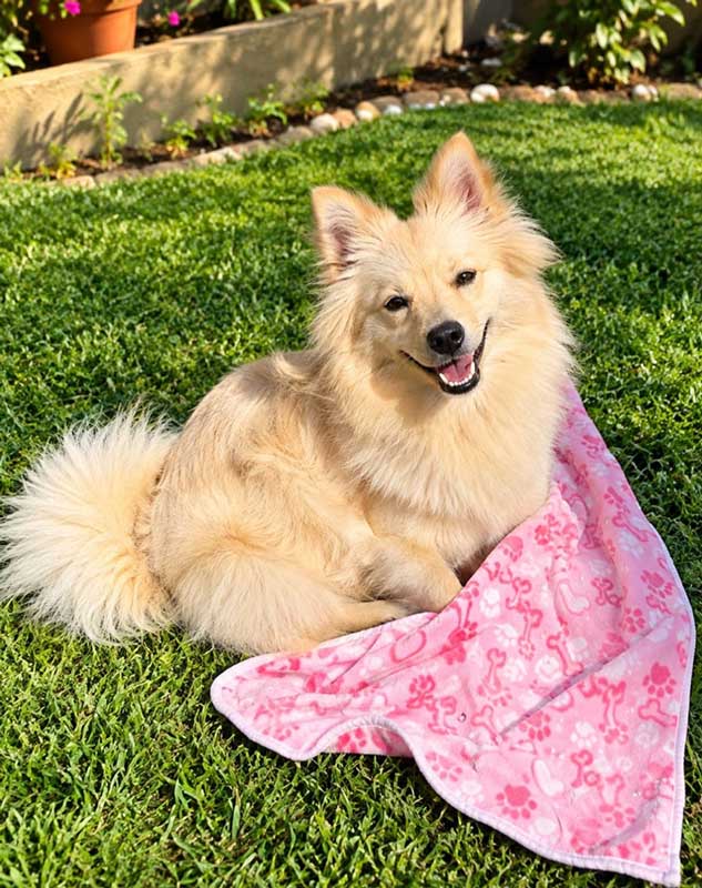ADOPTED | Pomeranian Puppy Bella | SDA2649 | Randburg, GP 6 Bella 7 month old female Pomeranian Puppy