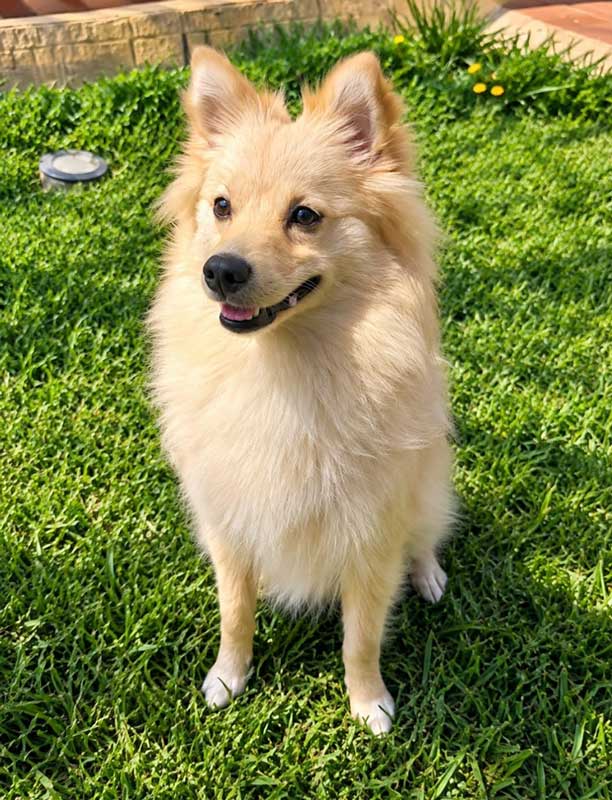 ADOPTED | Pomeranian Puppy Bella | SDA2649 | Randburg, GP 5 7 month old female Pomeranian Puppy