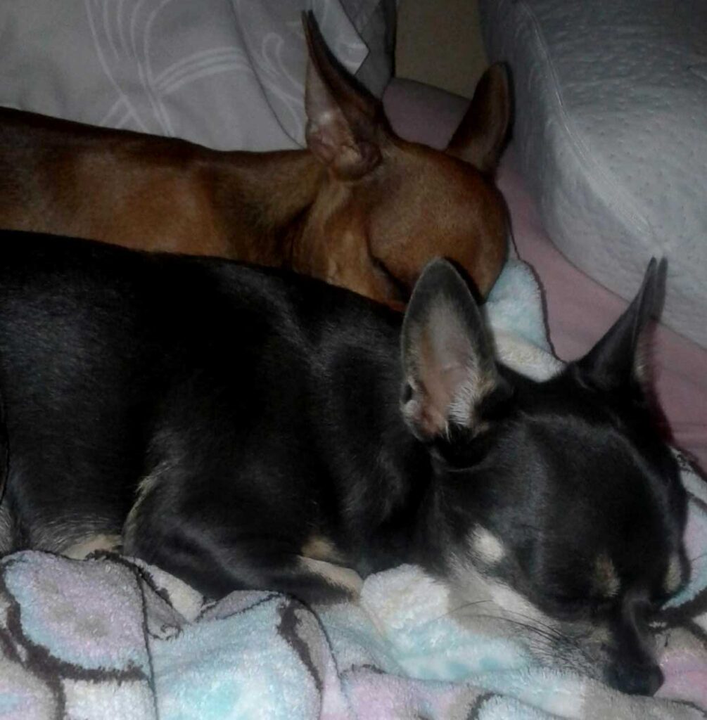 Adopt Chihuahua Pair Cooper & Chloe | SDA2648 | Centurion, GP 7 bonded pair Chihuahua's Cooper & Chloe