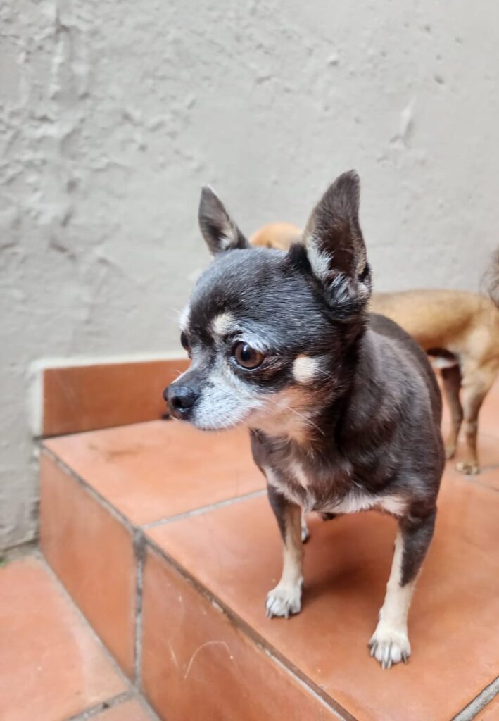 Adopt Chihuahua Pair Cooper & Chloe | SDA2648 | Centurion, GP 17 Tiny female Chichuahua