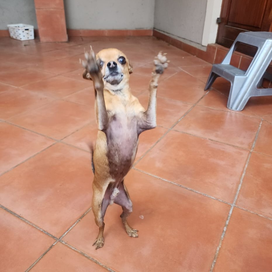 Adopt Chihuahua Pair Cooper & Chloe | SDA2648 | Centurion, GP 11 male Chihuahua