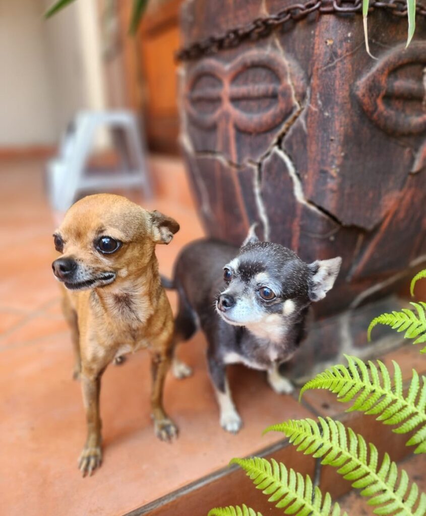 Adopt Chihuahua Pair Cooper & Chloe | SDA2648 | Centurion, GP 5 male and female Chi Pair