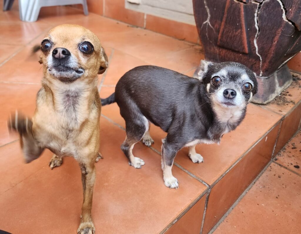 Adopt Chihuahua Pair Cooper & Chloe | SDA2648 | Centurion, GP 6 tiny male and female Chihuahua pair