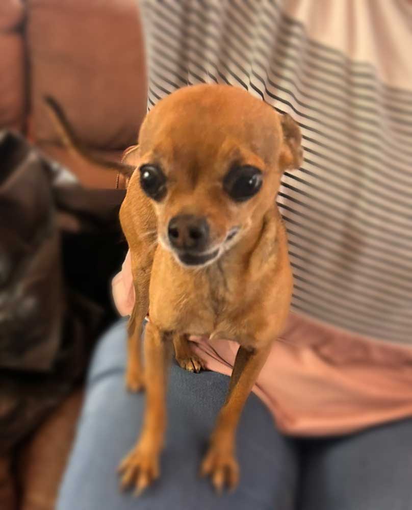 Adopt Chihuahua Pair Cooper & Chloe | SDA2648 | Centurion, GP 10 8 year old male Chihuahua Cooper available for adoption through Small Dog Adoptions & Rehoming