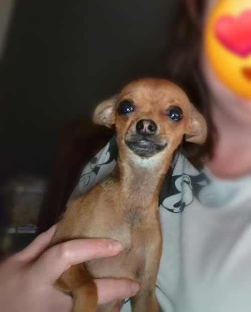 Adopt Chihuahua Pair Cooper & Chloe | SDA2648 | Centurion, GP 9 Cooper tiny male Chihuahua