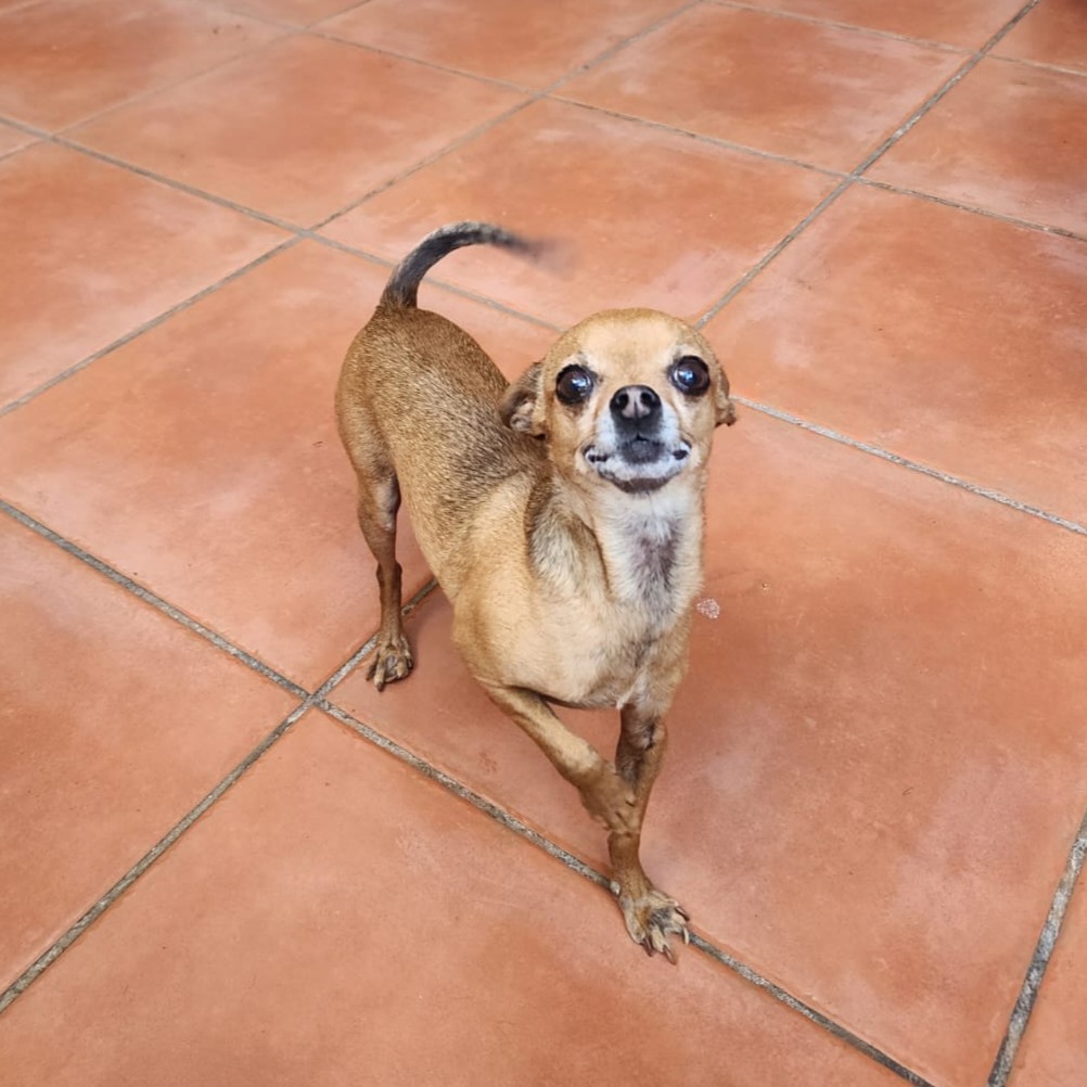 Adopt Chihuahua Pair Cooper & Chloe | SDA2648 | Centurion, GP 12 tiny male Chihuahua
