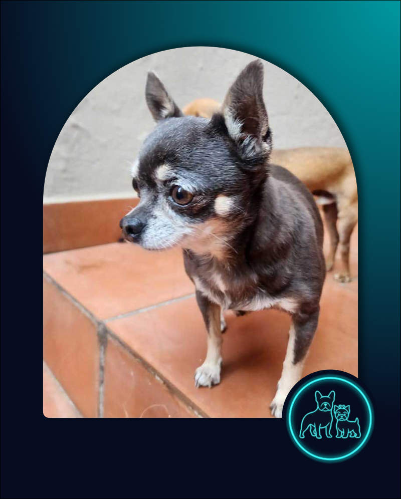 Adopt Chihuahua Pair Cooper & Chloe | SDA2648 | Centurion, GP 4 senior female Chihuahua Chloe