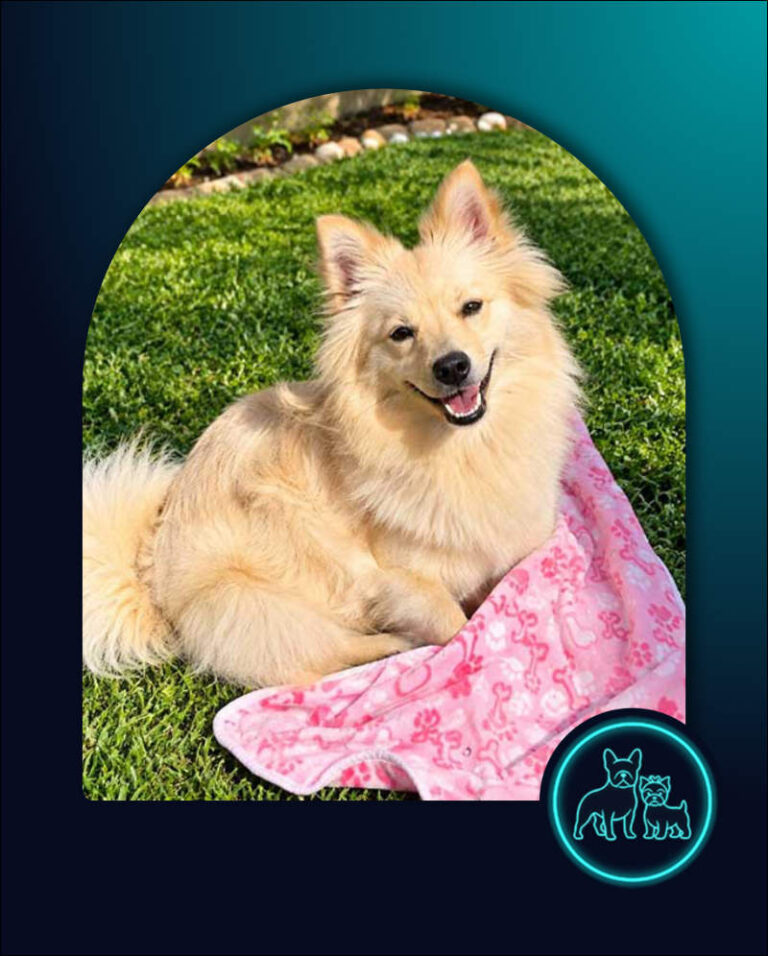 ADOPTED | Pomeranian Puppy Bella | SDA2649 | Randburg, GP 12 Adopt Pomeranian Puppy Bella