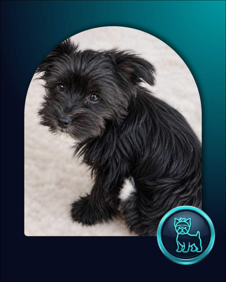 ADOPTED | Yorkie Puppy Sophie | YR2651 | Sandton, GP 11 Yorkie Puppy Sophie, female