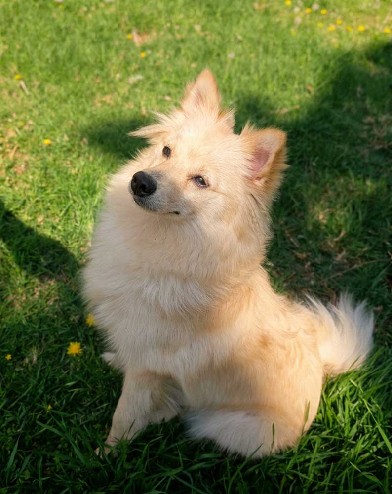 ADOPTED | Pomeranian Puppy Bella | SDA2649 | Randburg, GP 4 female Pomeranian Puppy