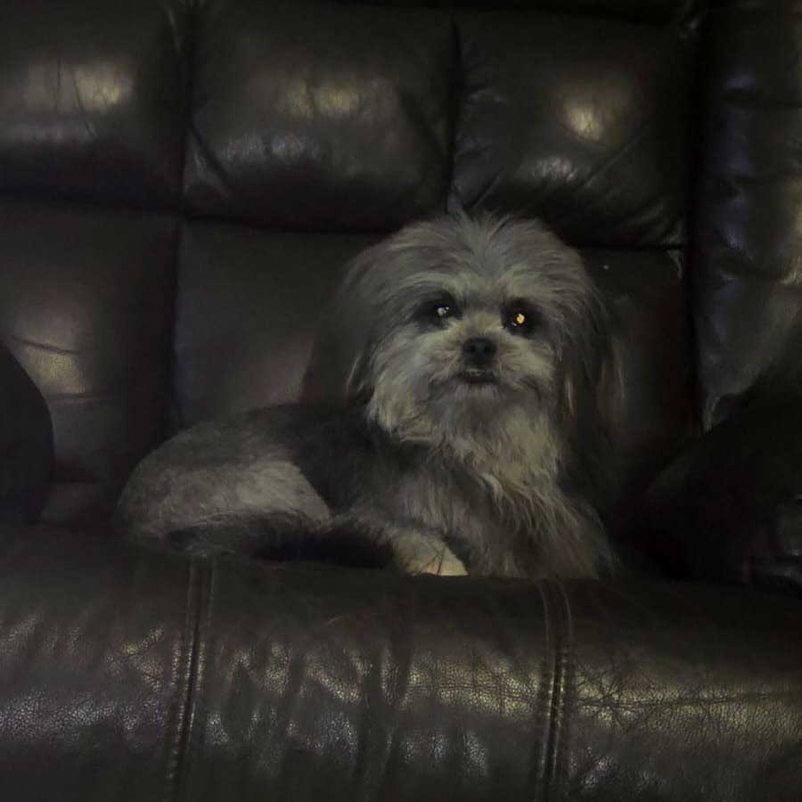 Adopt Lhasa Apso cross Sabrina | SDA2652 | Alberton, GP 5 small female Lhasa Apso Cross