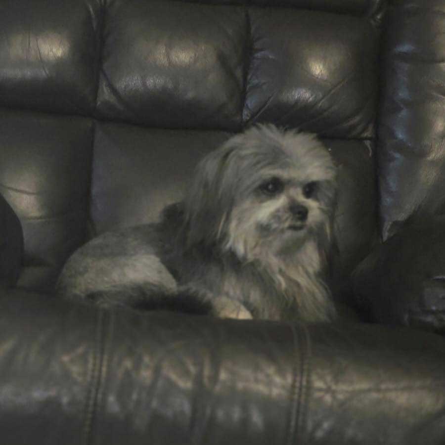 Adopt Lhasa Apso cross Sabrina | SDA2652 | Alberton, GP 4 young female Lhasa Apso Cross