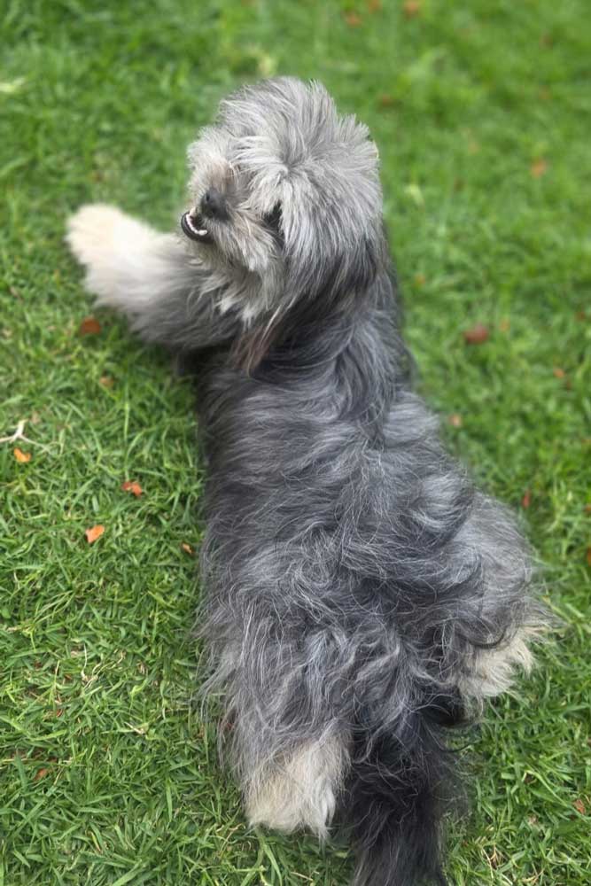 Adopt Lhasa Apso cross Sabrina | SDA2652 | Alberton, GP 9 female Lhasa Apso Cross 2 years old