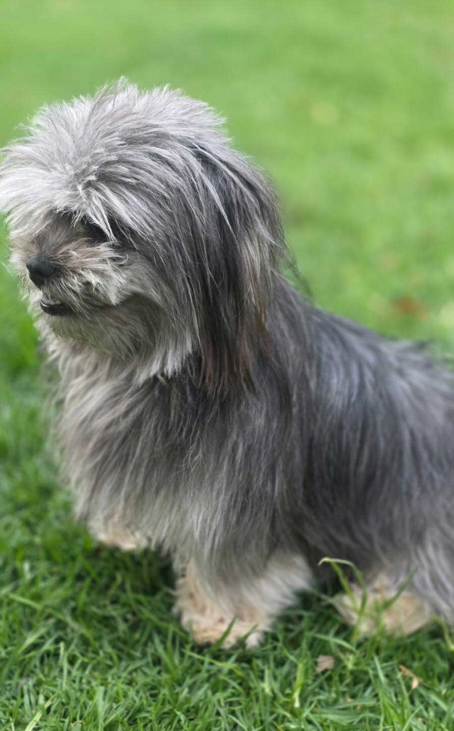 Adopt Lhasa Apso cross Sabrina | SDA2652 | Alberton, GP 8 female cross breed: female Lhasa Apso Cross