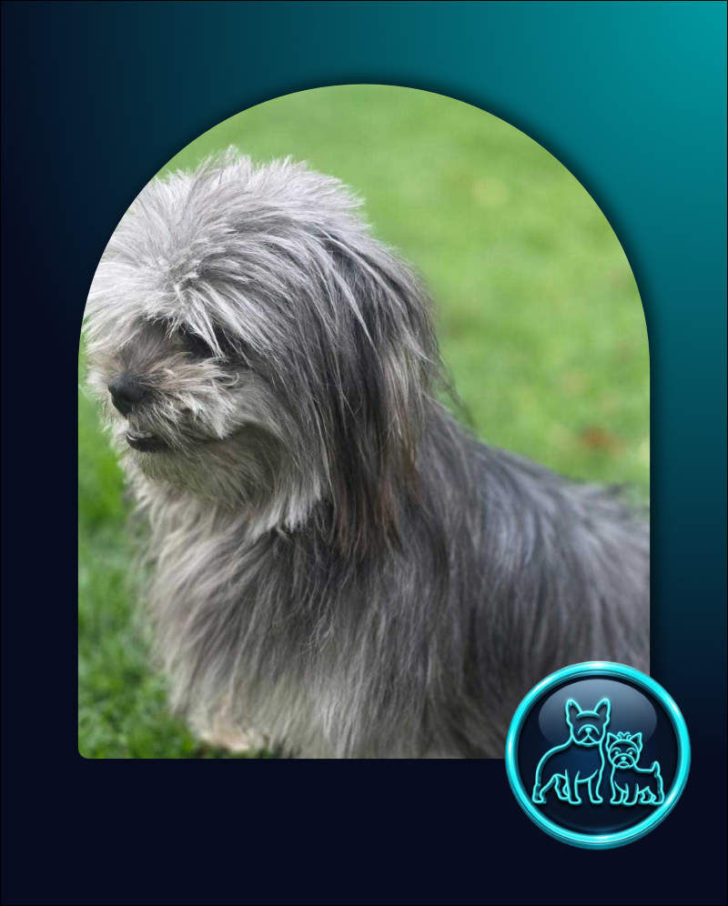 Adopt Lhasa Apso cross Sabrina | SDA2652 | Alberton, GP 2 female Lhasa Apso Cross or Shih Tzu cross
