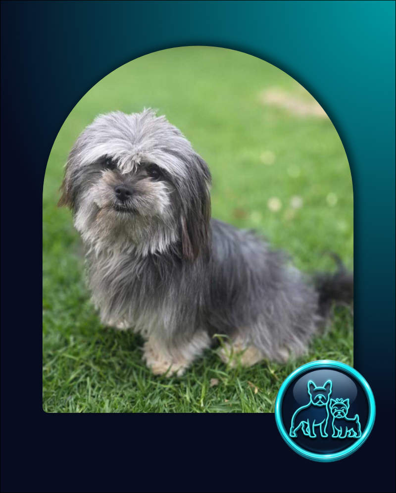 Adopt Lhasa Apso cross Sabrina | SDA2652 | Alberton, GP 2 Lhasa Apso Cross Sabrina