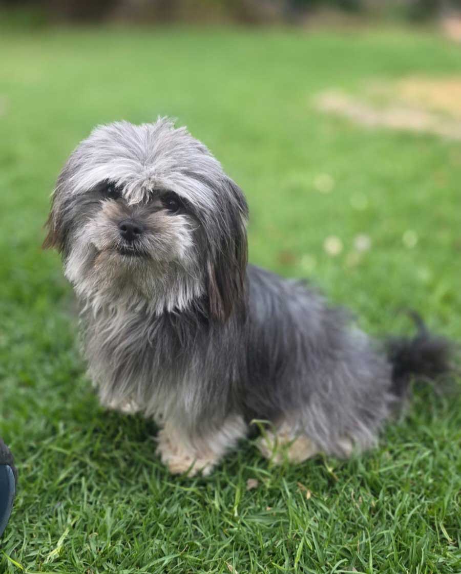 Adopt Lhasa Apso cross Sabrina | SDA2652 | Alberton, GP 7 female Lhasa Apso Cross available for adoption through Small Dog Adoptions & Rehoming