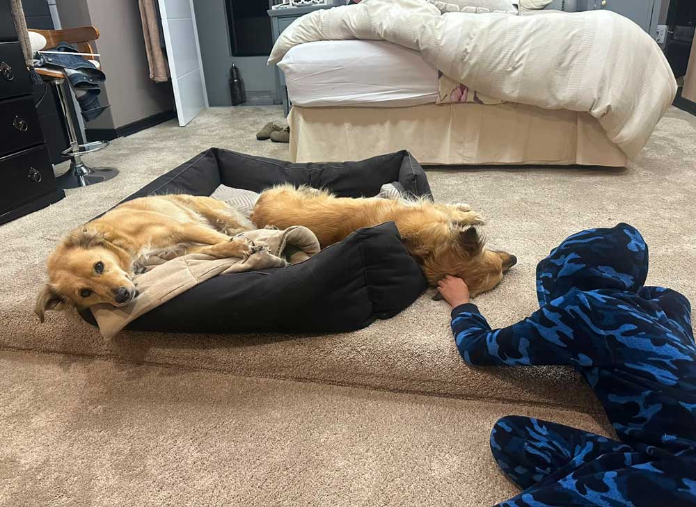 Adoption Success Story Luna & Molly | Collie Cross 8 Collie Cross females Luna and Molly adopted through Small Dog Adoptions & Rehoming