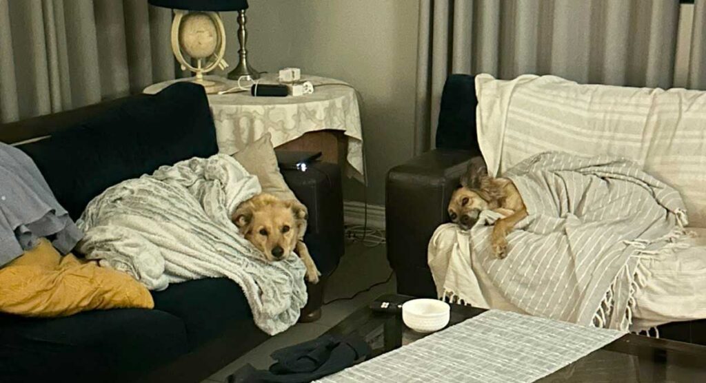 Adoption Success Story Luna & Molly | Collie Cross 9 Collie Cross females Luna and Molly adopted through Small Dog Adoptions & Rehoming, tucked up in bed for the night