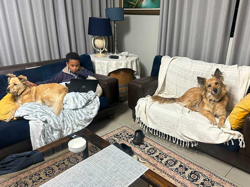 Adoption Success Story Luna & Molly | Collie Cross 7 Collie Cross Females, relaxing in new home