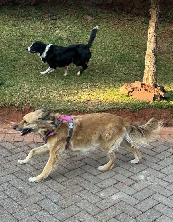 Adoption Success Story Luna & Molly | Collie Cross 6 Adoption Success Story Luna & Molly with new collie friend