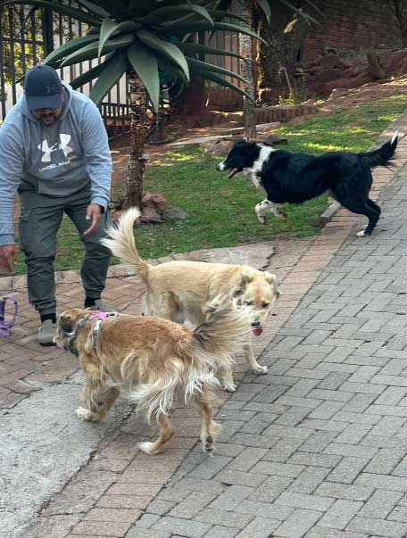 Adoption Success Story Luna & Molly | Collie Cross 5 Adoption Success Story Luna & Molly running with new Collie friend
