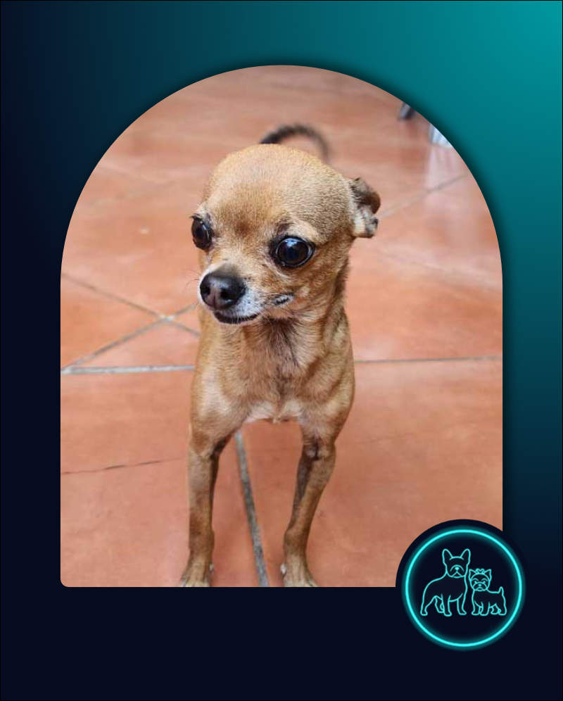 Adopt Chihuahua Pair Cooper & Chloe | SDA2648 | Centurion, GP 3 male Chihuahua Cooper