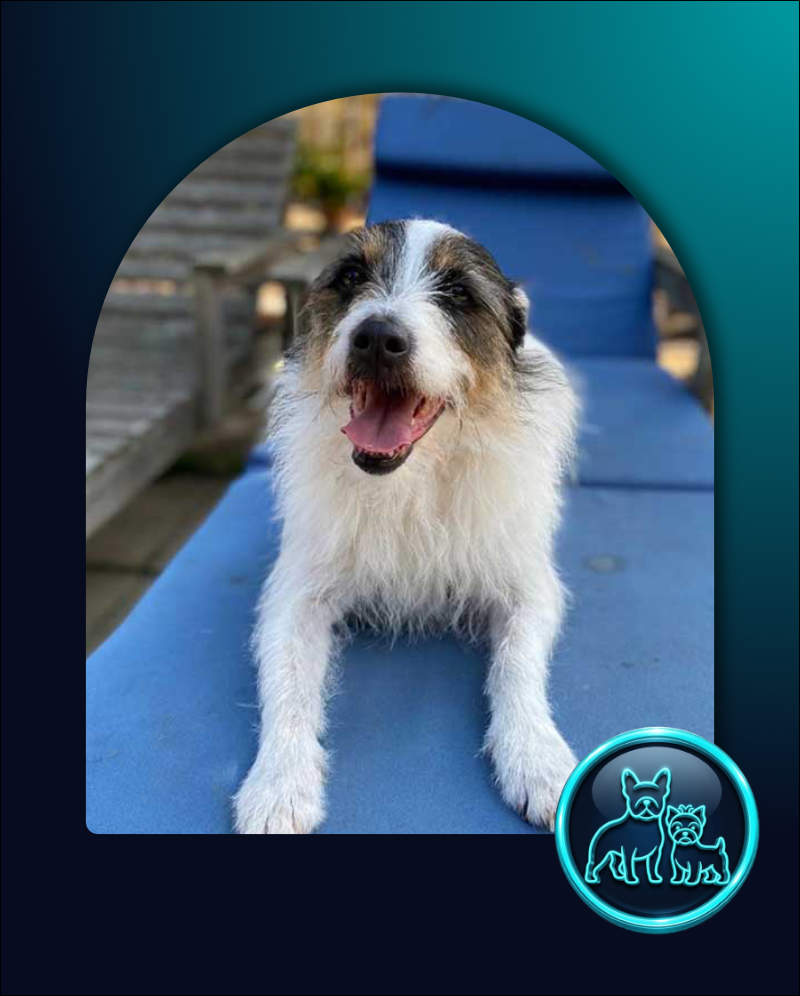 Adopt Russell Terrier Mix Murphy | SDA2650 | Cape Town, WC 2 Russell Terrier Mix Murphy—thought to be a Parson Russell or Jack Russell Terrier blend