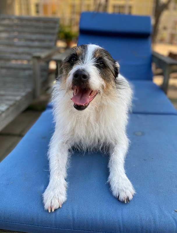 Adopt Russell Terrier Mix Murphy | SDA2650 | Cape Town, WC 9 Parson Russell Terrier or Jack Russell Terrier Mix