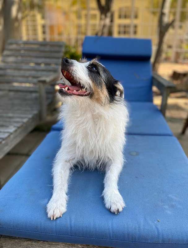 Adopt Russell Terrier Mix Murphy | SDA2650 | Cape Town, WC 8 Russell Terrier Mix