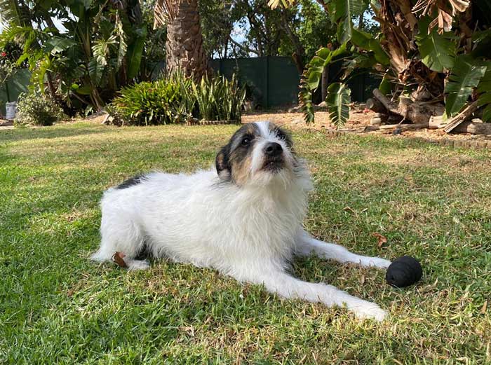Adopt Russell Terrier Mix Murphy | SDA2650 | Cape Town, WC 4 male Russell Terrier Mix