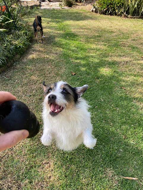 Adopt Russell Terrier Mix Murphy | SDA2650 | Cape Town, WC 6 playful Russell Terrier Mix Murphy