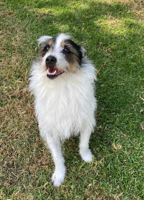 Adopt Russell Terrier Mix Murphy | SDA2650 | Cape Town, WC 5 Murphy Russell Terrier Mix