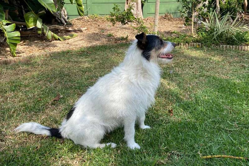 Adopt Russell Terrier Mix Murphy | SDA2650 | Cape Town, WC 3 Russell Terrier Mix