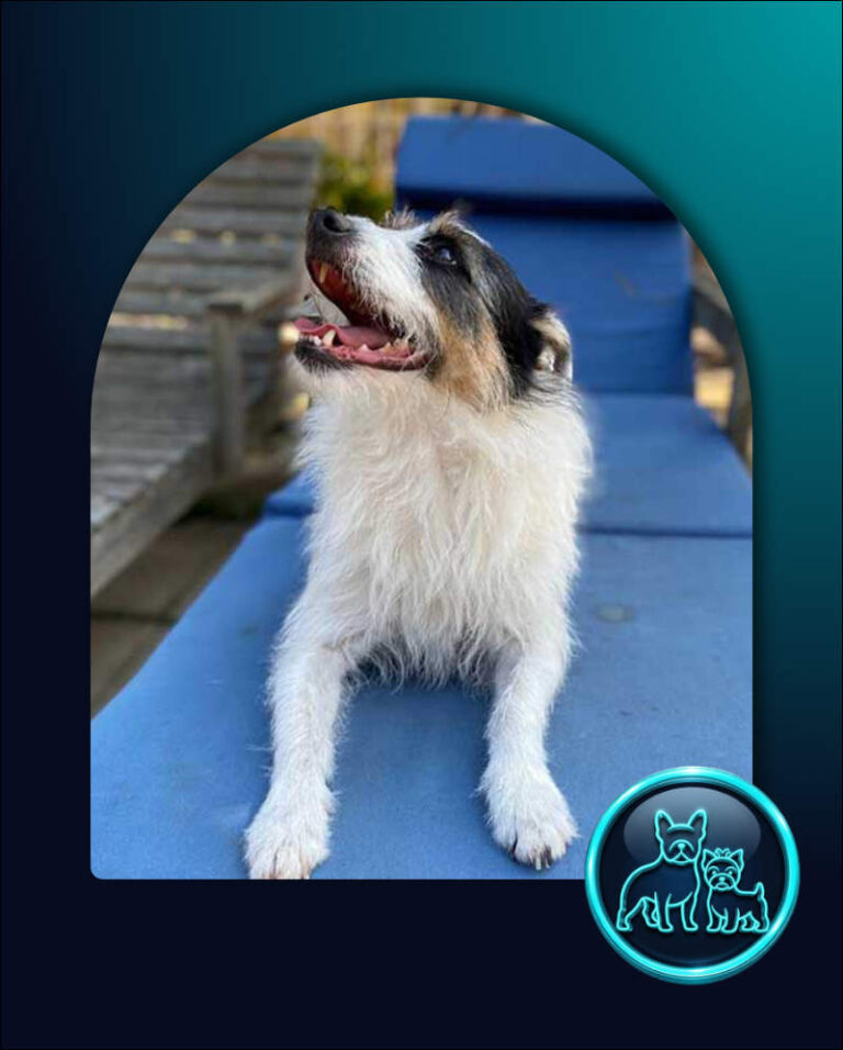 5 year old Parson Russell Terrier Murphy
