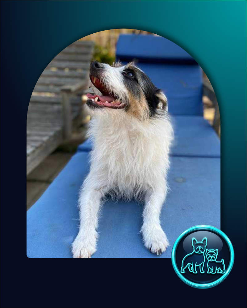Adopt Russell Terrier Mix Murphy | SDA2650 | Cape Town, WC 3 5 year old Parson Russell Terrier Murphy
