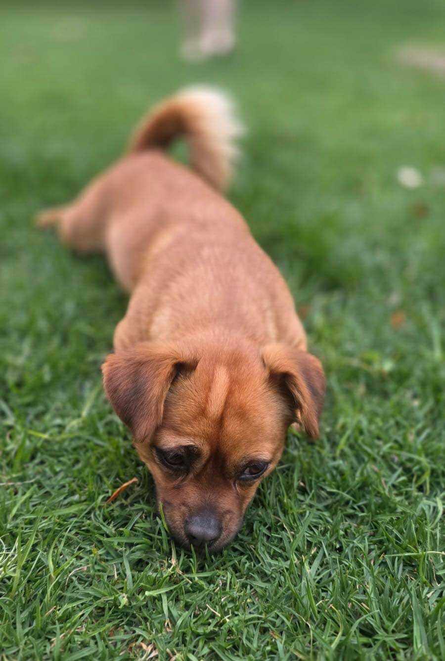Adopt Pug Cross Chihuahua Faffie | SDA2653 | Alberton, GP 5 Believed to be a Pug cross Chihuahua
