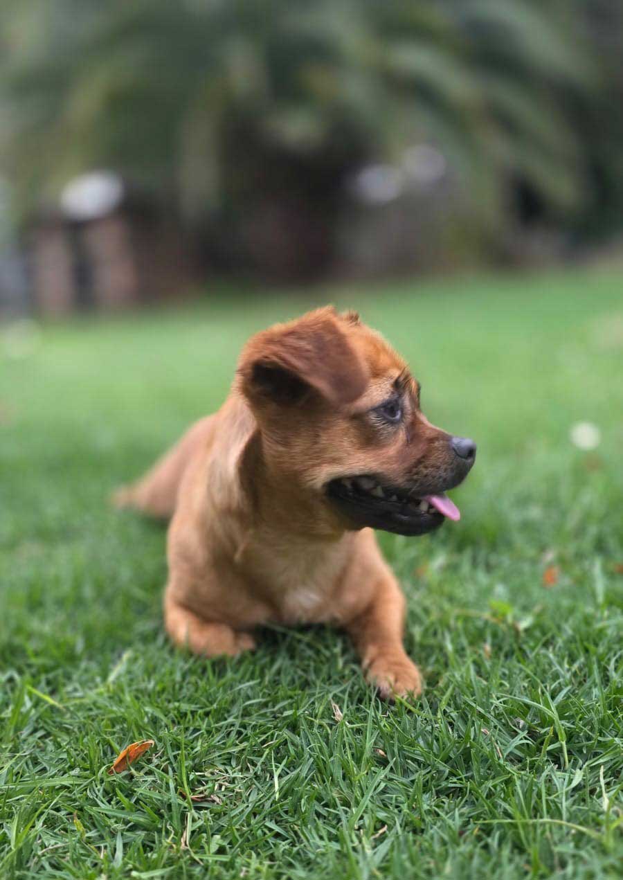 Adopt Pug Cross Chihuahua Faffie | SDA2653 | Alberton, GP 4 chi cross pug