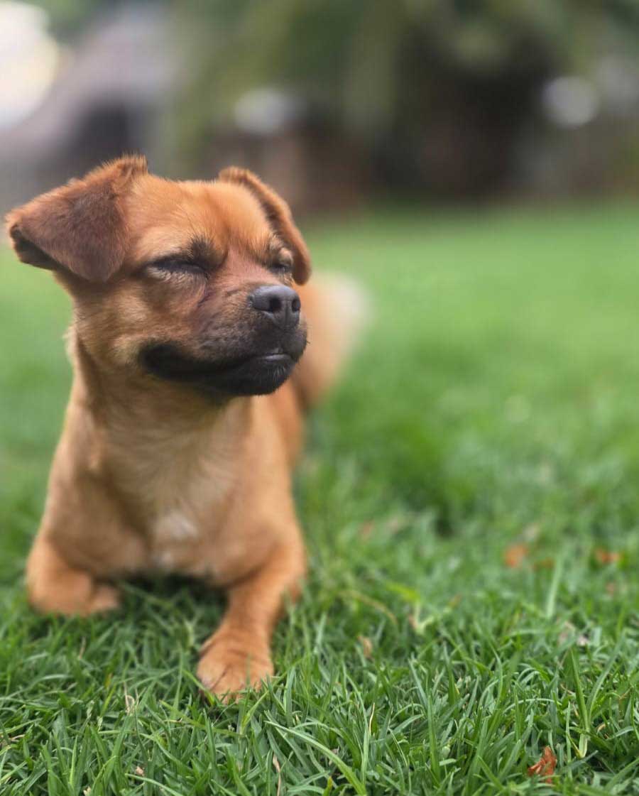 Adopt Pug Cross Chihuahua Faffie | SDA2653 | Alberton, GP 3 pug cross chi