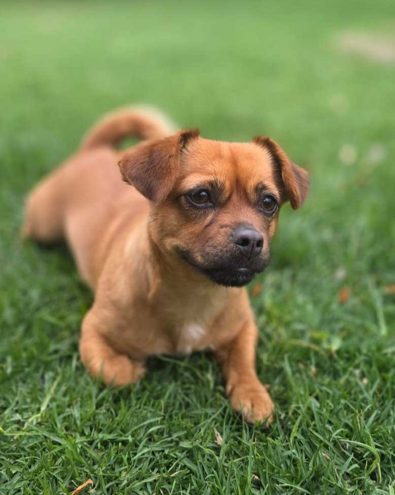 Adopt Pug Cross Chihuahua Faffie | SDA2653 | Alberton, GP 7 2 year old Believed to be a Pug cross Chihuahua