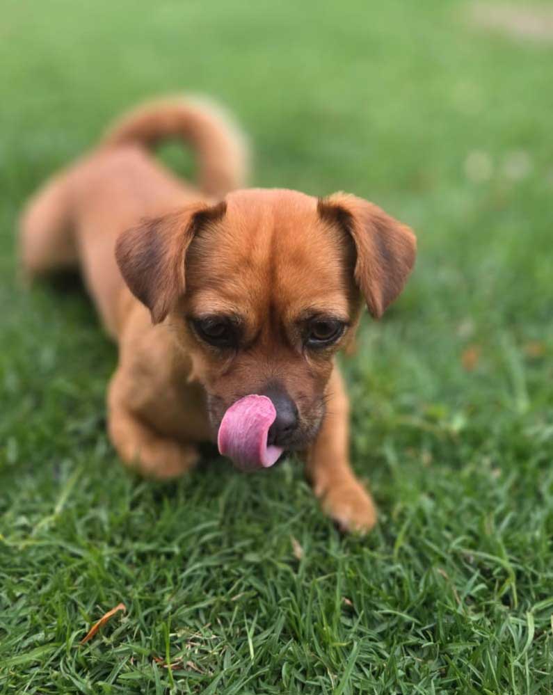 Adopt Pug Cross Chihuahua Faffie | SDA2653 | Alberton, GP 6 young Believed to be a Pug cross Chihuahua