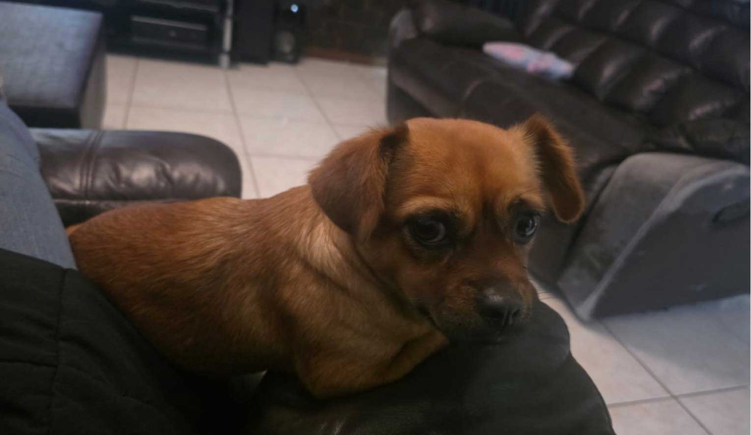Adopt Pug Cross Chihuahua Faffie | SDA2653 | Alberton, GP 8 female Believed to be a Pug cross Chihuahua