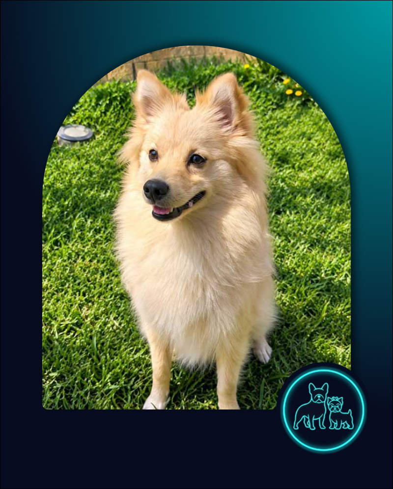 ADOPTED | Pomeranian Puppy Bella | SDA2649 | Randburg, GP 2 Pomeranian Puppy Bella, available for adoption through Small Dog Adoptions & Rehoming