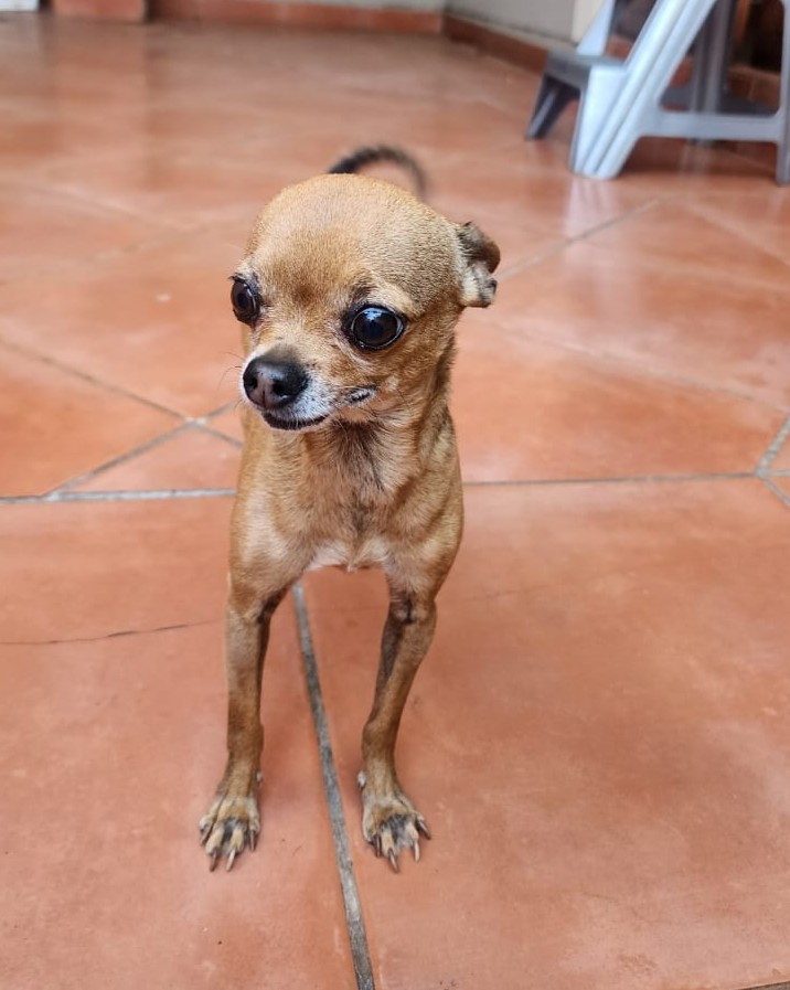 Adopt Chihuahua Pair Cooper & Chloe | SDA2648 | Centurion, GP 13 male Chi