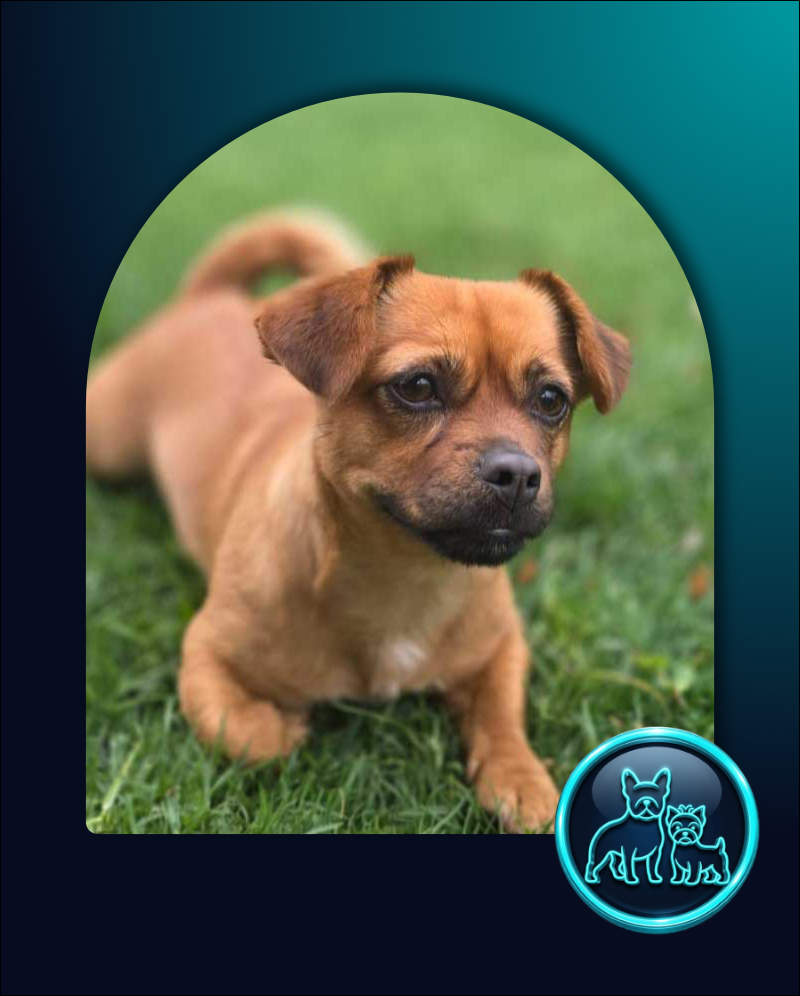 Adopt Pug Cross Chihuahua Faffie | SDA2653 | Alberton, GP 2 She is believed to be a Pug cross Chihuahua Faffie