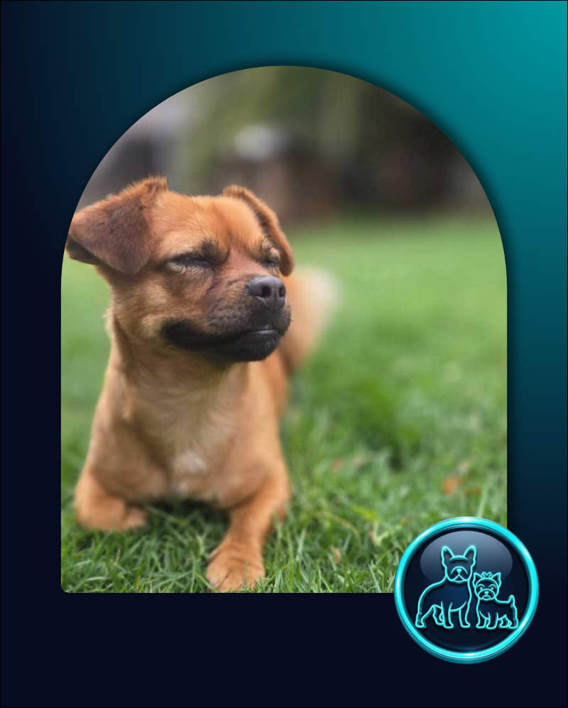 Adopt Pug Cross Chihuahua Faffie | SDA2653 | Alberton, GP 1 ADOPT Pug Cross Chihuahua Faffie