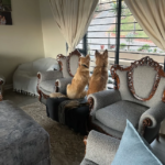 Our Adoption Vetting Process | Small Dog Adoptions & Rehoming 8 lana collie dogs