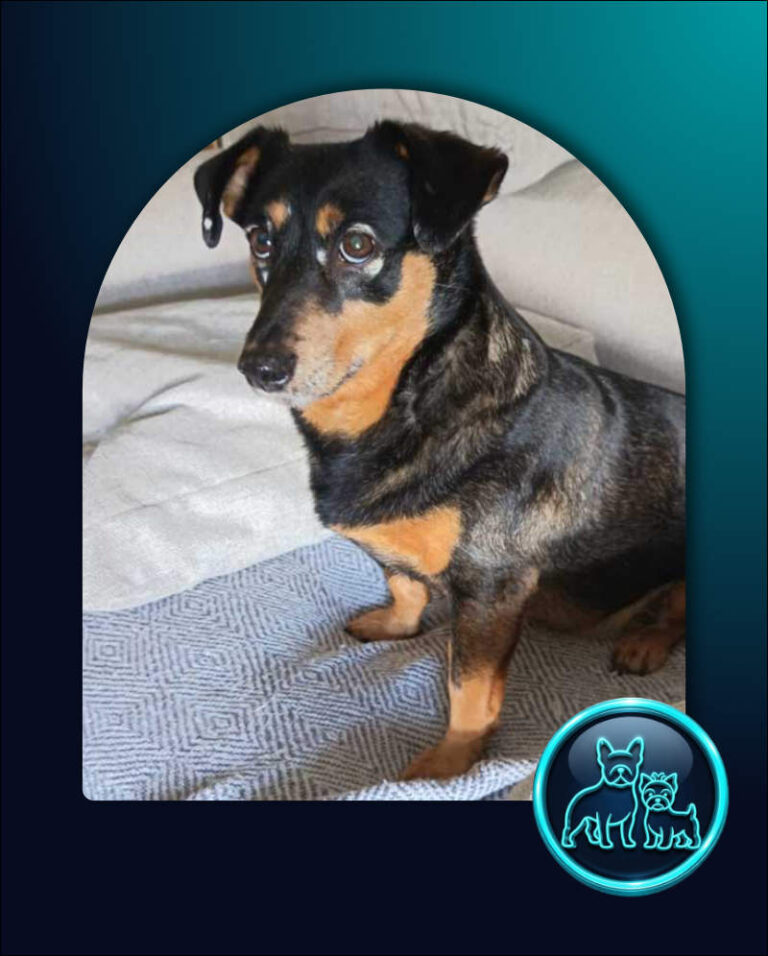 Adopt Dachshund cross Miniature Pinscher Specs | SDA2655 | Randburg, GP 10 Dachshund cross Miniature Pinscher Specs